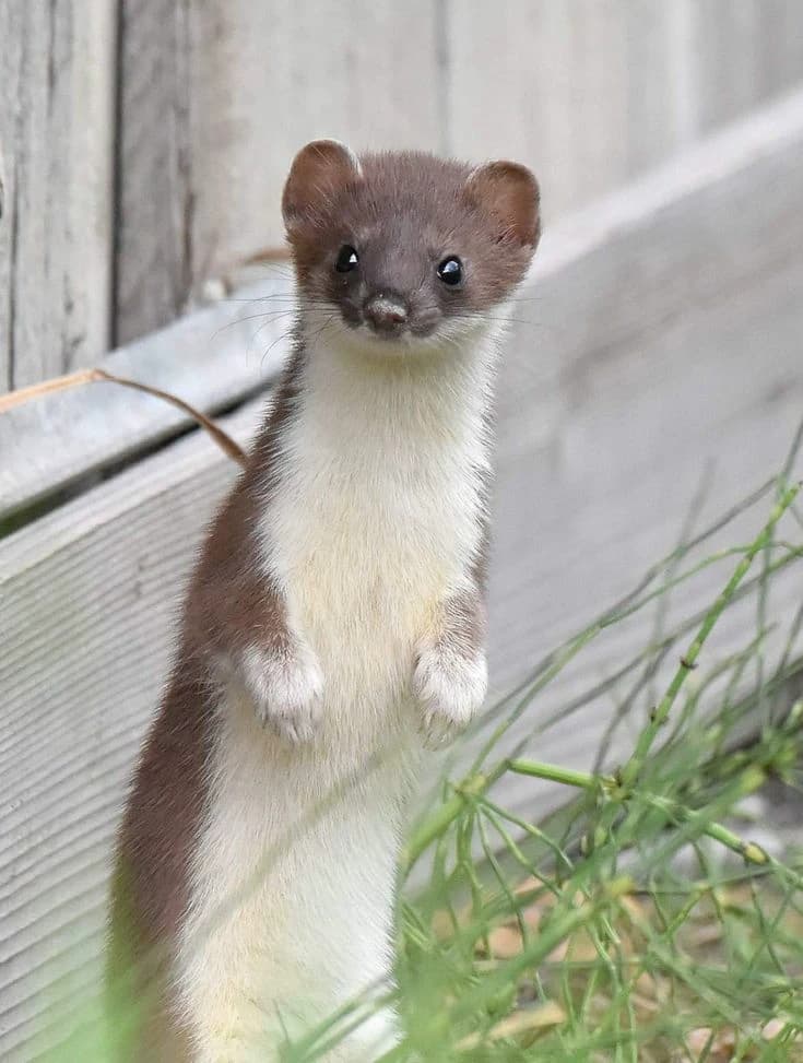 Mimi, the lesser weasel. thumbnail