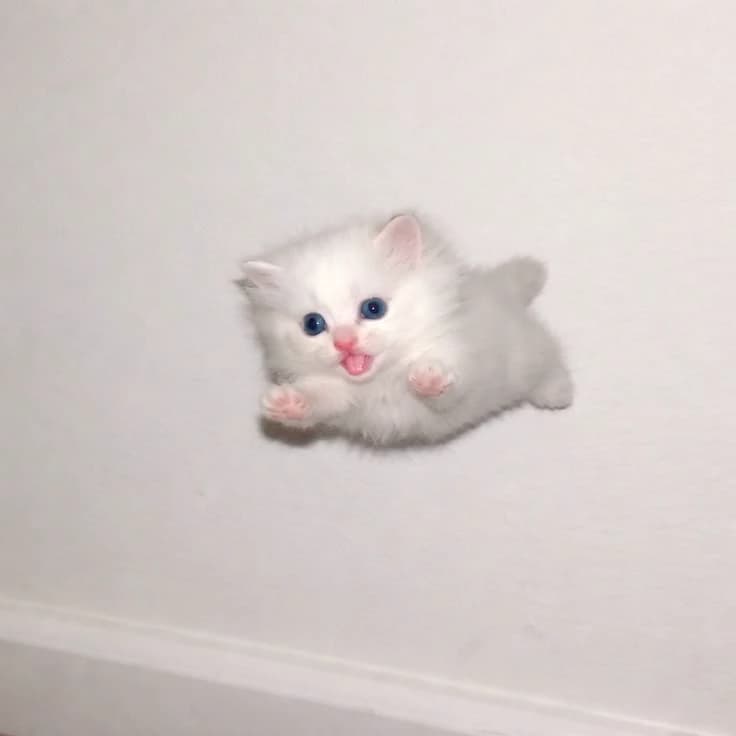 Yuki [kitten baby /Leopard mommy] thumbnail