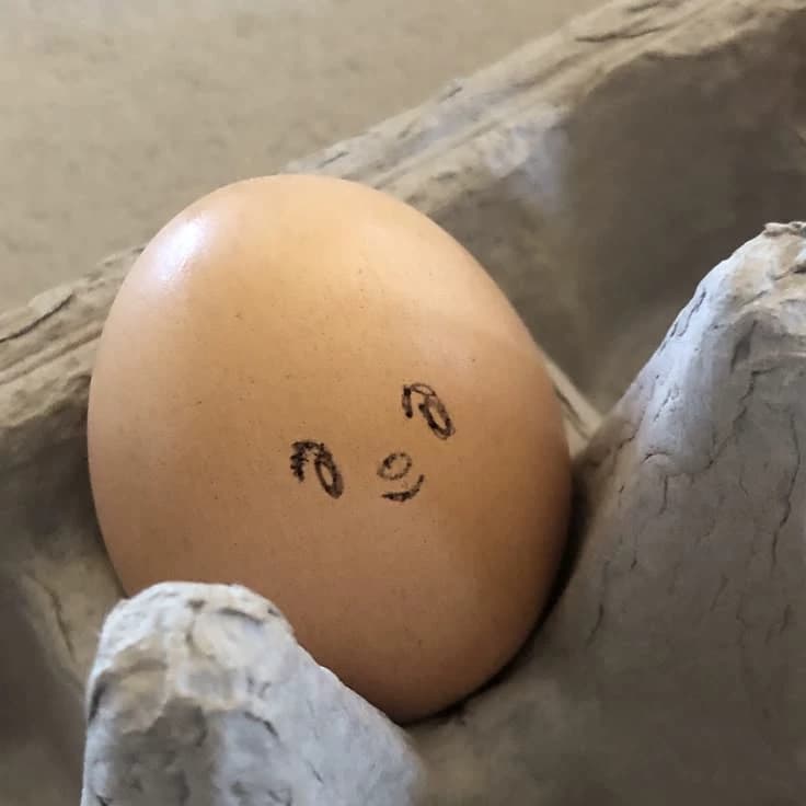 Egg pet BL thumbnail