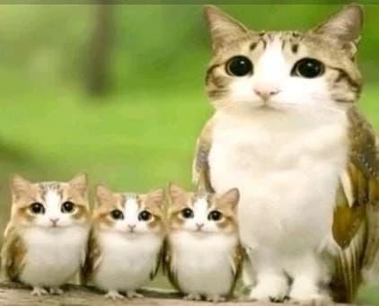 meowl, y bbs thumbnail