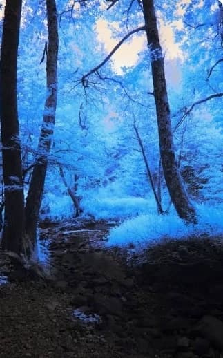 Forest of Souls (BR) thumbnail