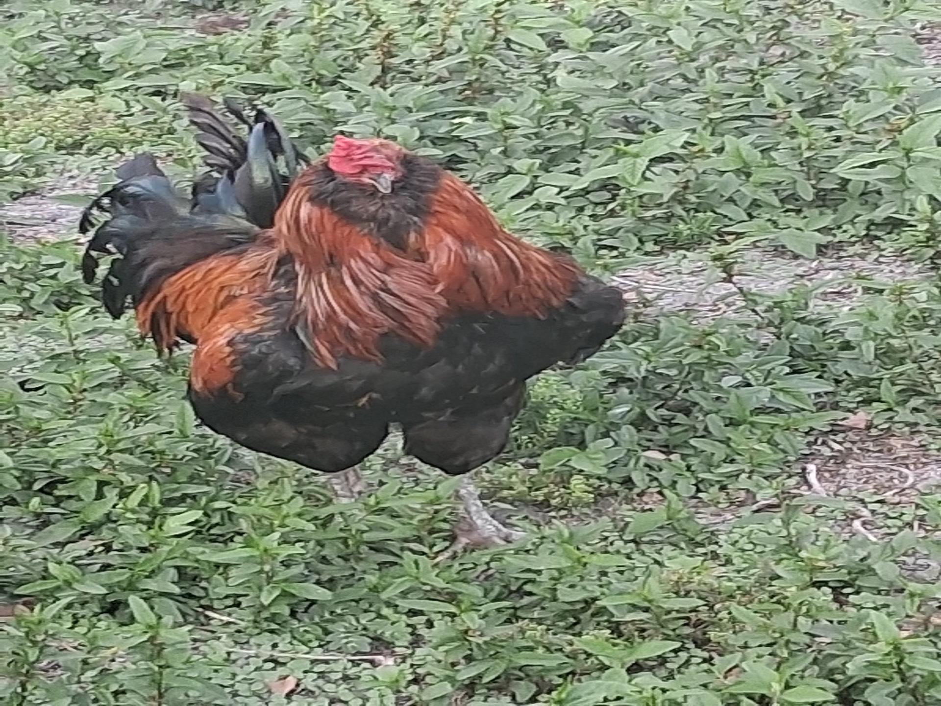 Fluffy [Chicken/Rooster] thumbnail
