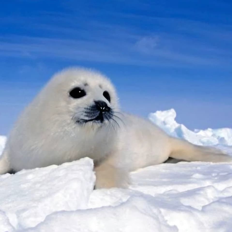 crabeater seal thumbnail
