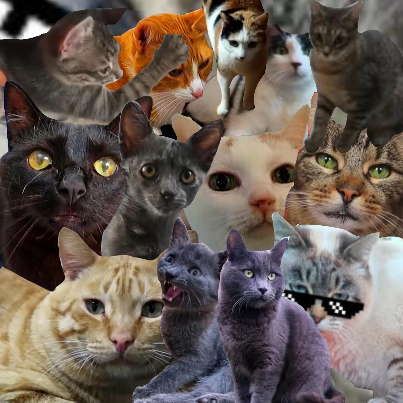 los gatos de wine xd thumbnail