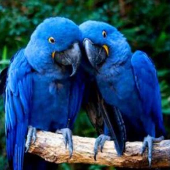 blue thumbnail