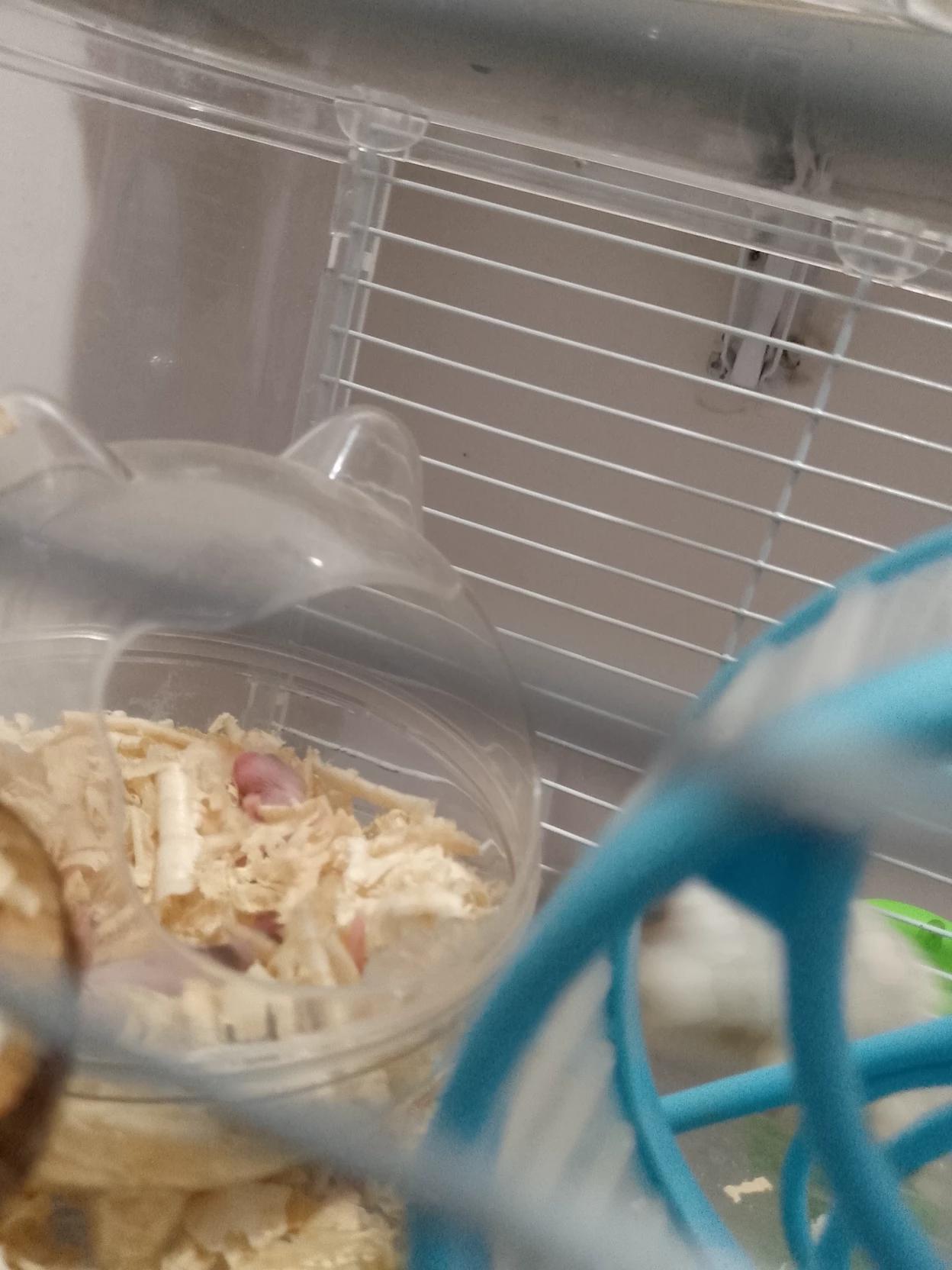 your pet hamster gave birth to five!  thumbnail