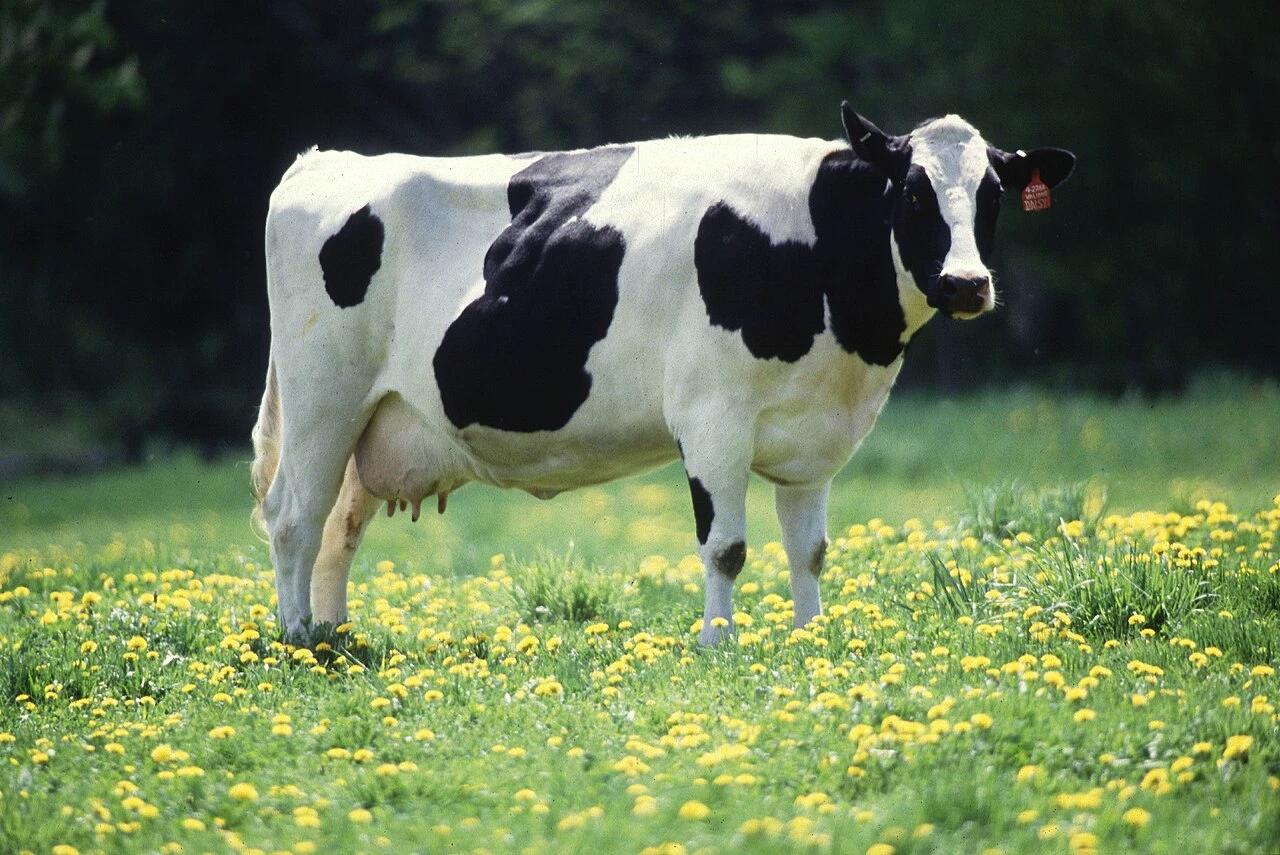 Cow tf thumbnail
