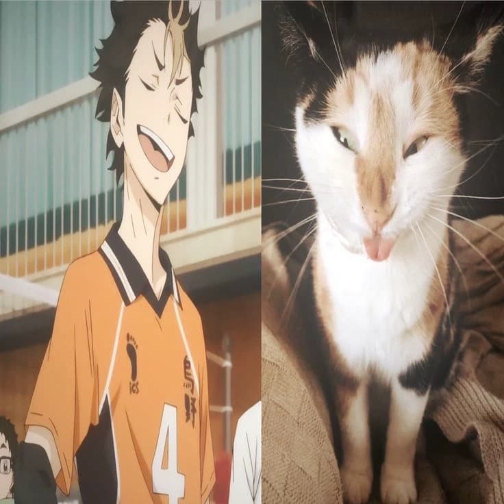 Nishi(noia) thumbnail