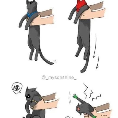 Batboys as Cats thumbnail