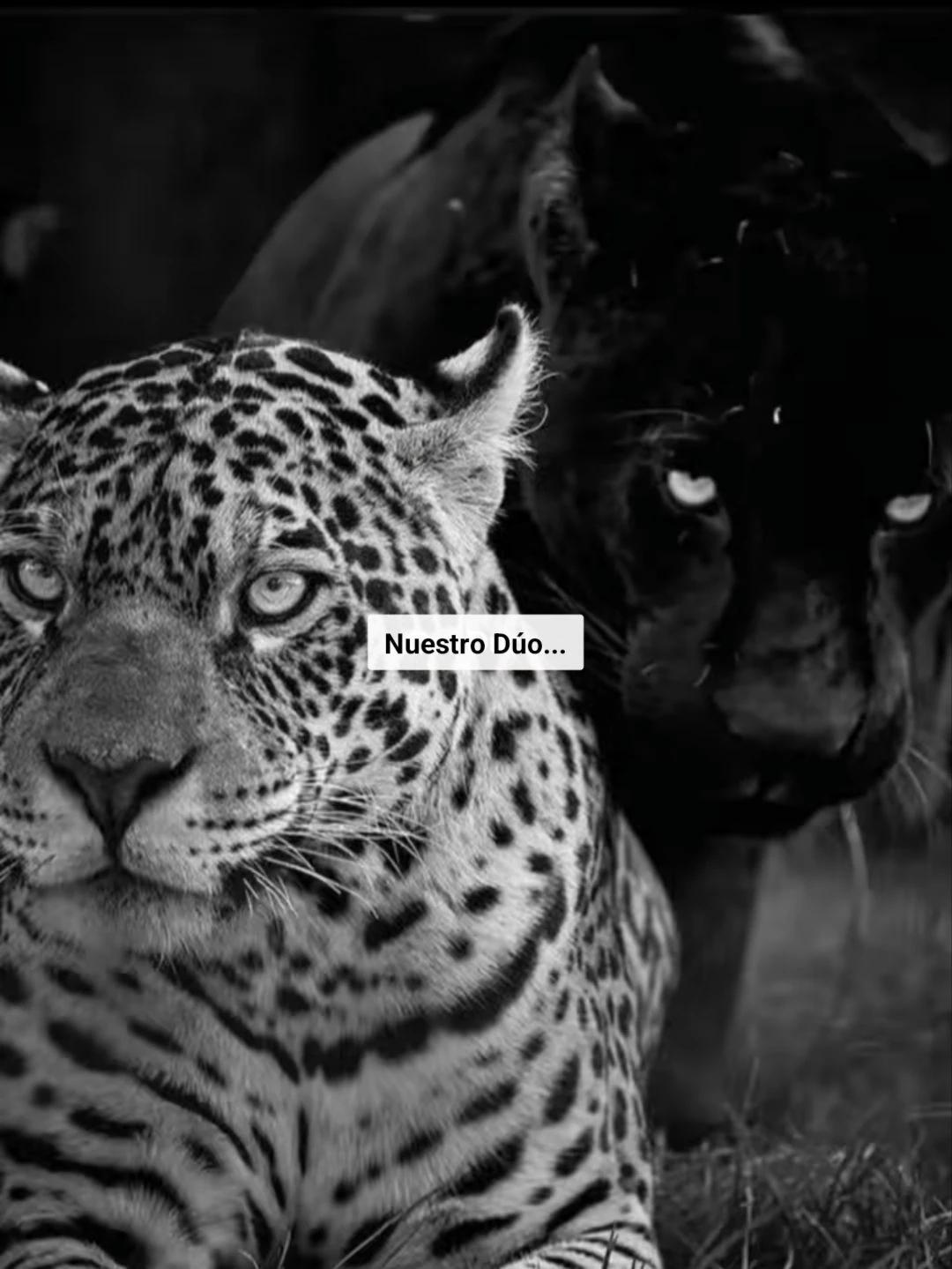 Hares, the Tiger (hybrids) thumbnail
