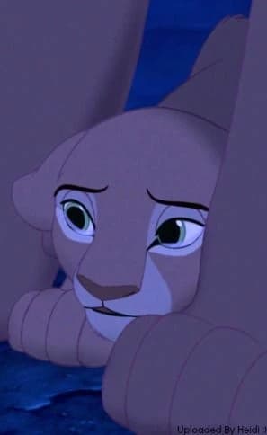 the young lioness Nala thumbnail