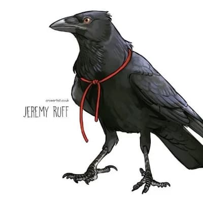 Pet Raven thumbnail