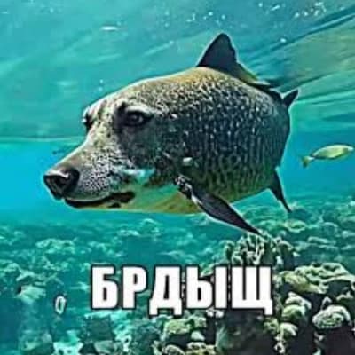 Brzdyszcz, the Fish-Dog thumbnail