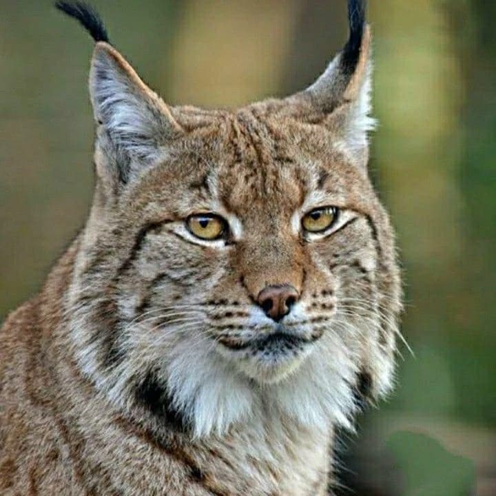 Mother lynx thumbnail