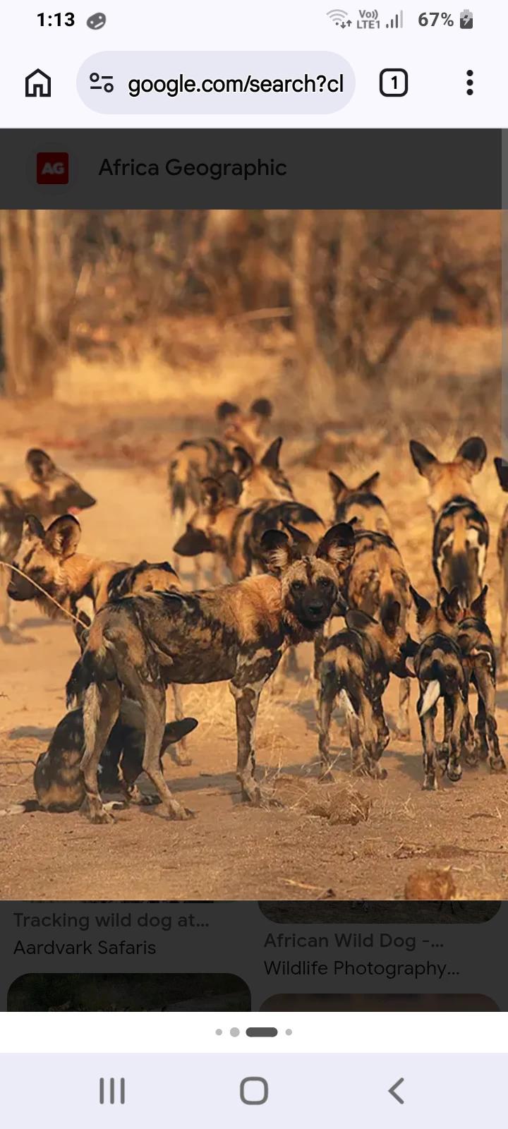 Wild dogs thumbnail