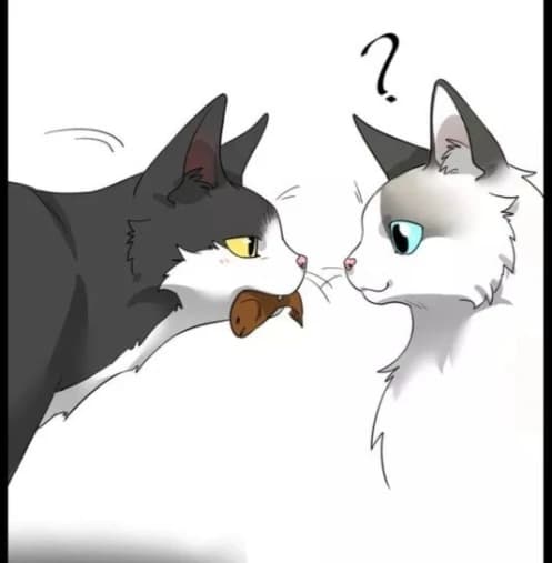 koko qnd whiskers. thumbnail