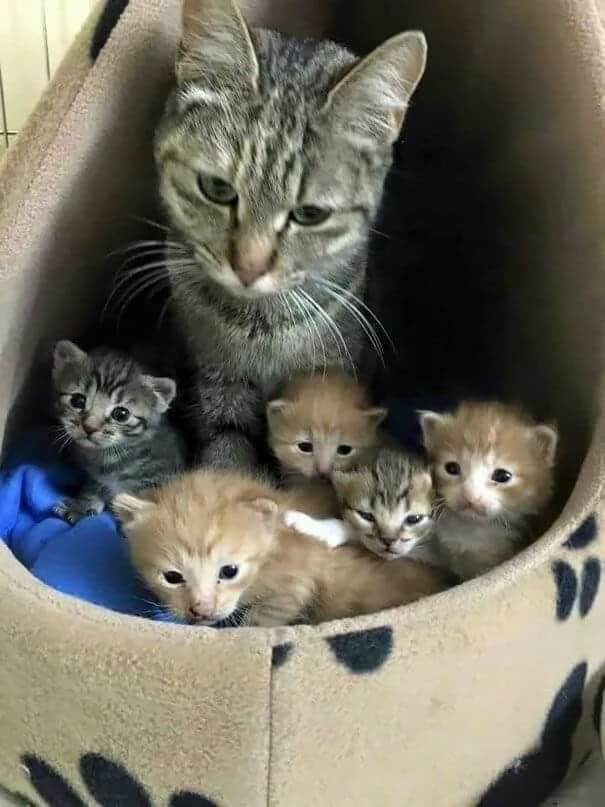 Mamá gatas y gatitos  thumbnail