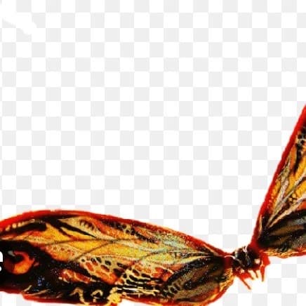 Mothra thumbnail
