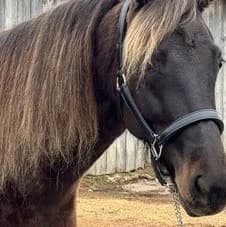 Horse nsfw thumbnail