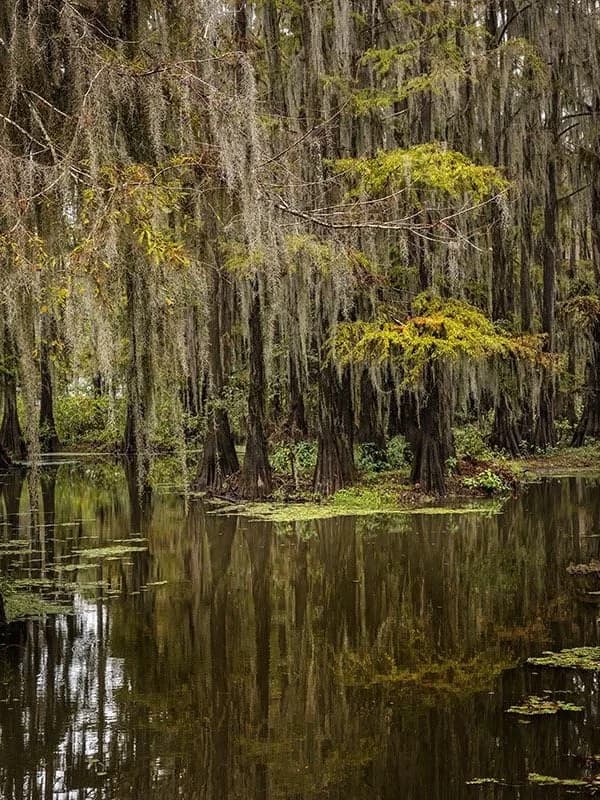 Our Unique Swamp thumbnail