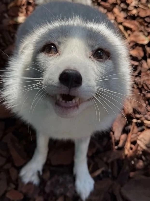 BP fox thumbnail