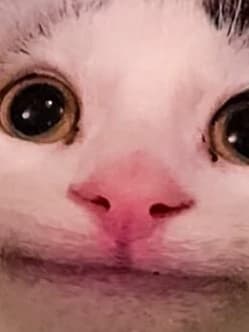 KJ thumbnail