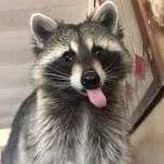 racoon(me) thumbnail