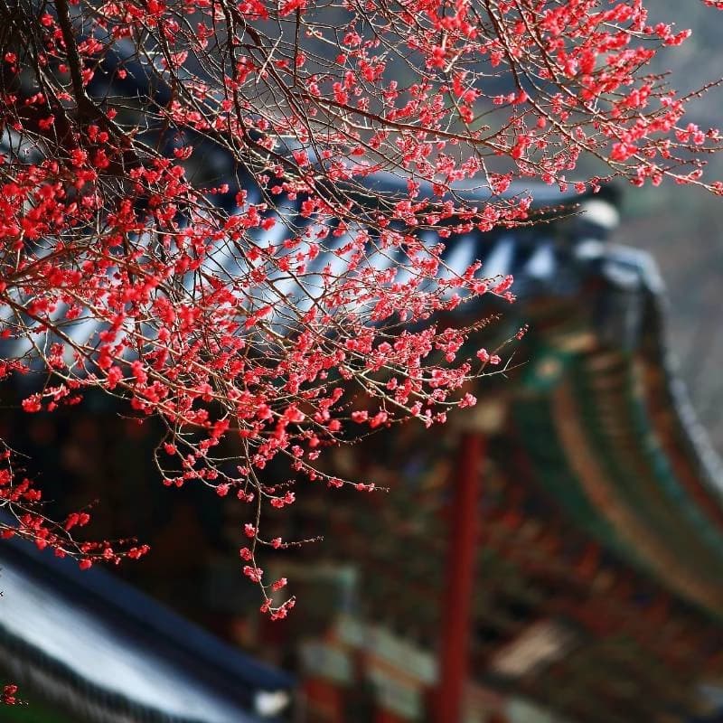 CherryBlossom thumbnail