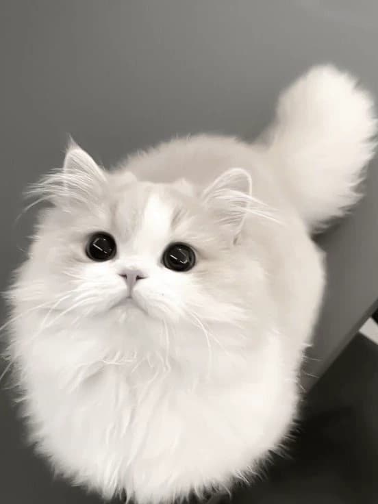 Cute cat thumbnail