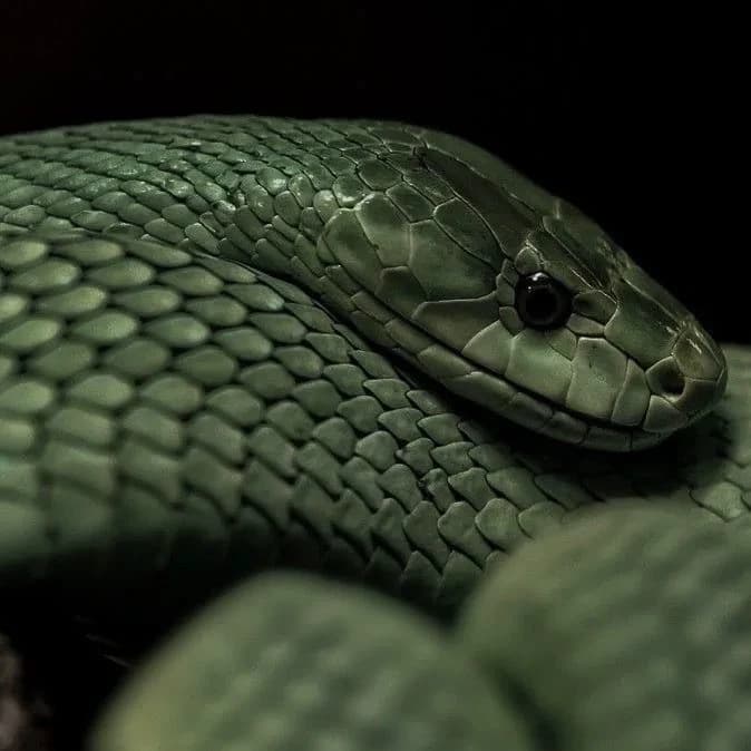 Slytherin boys thumbnail