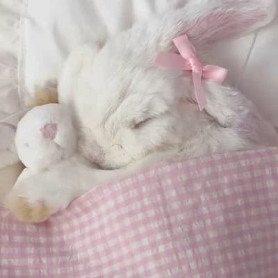 𝓝olly🐰 thumbnail