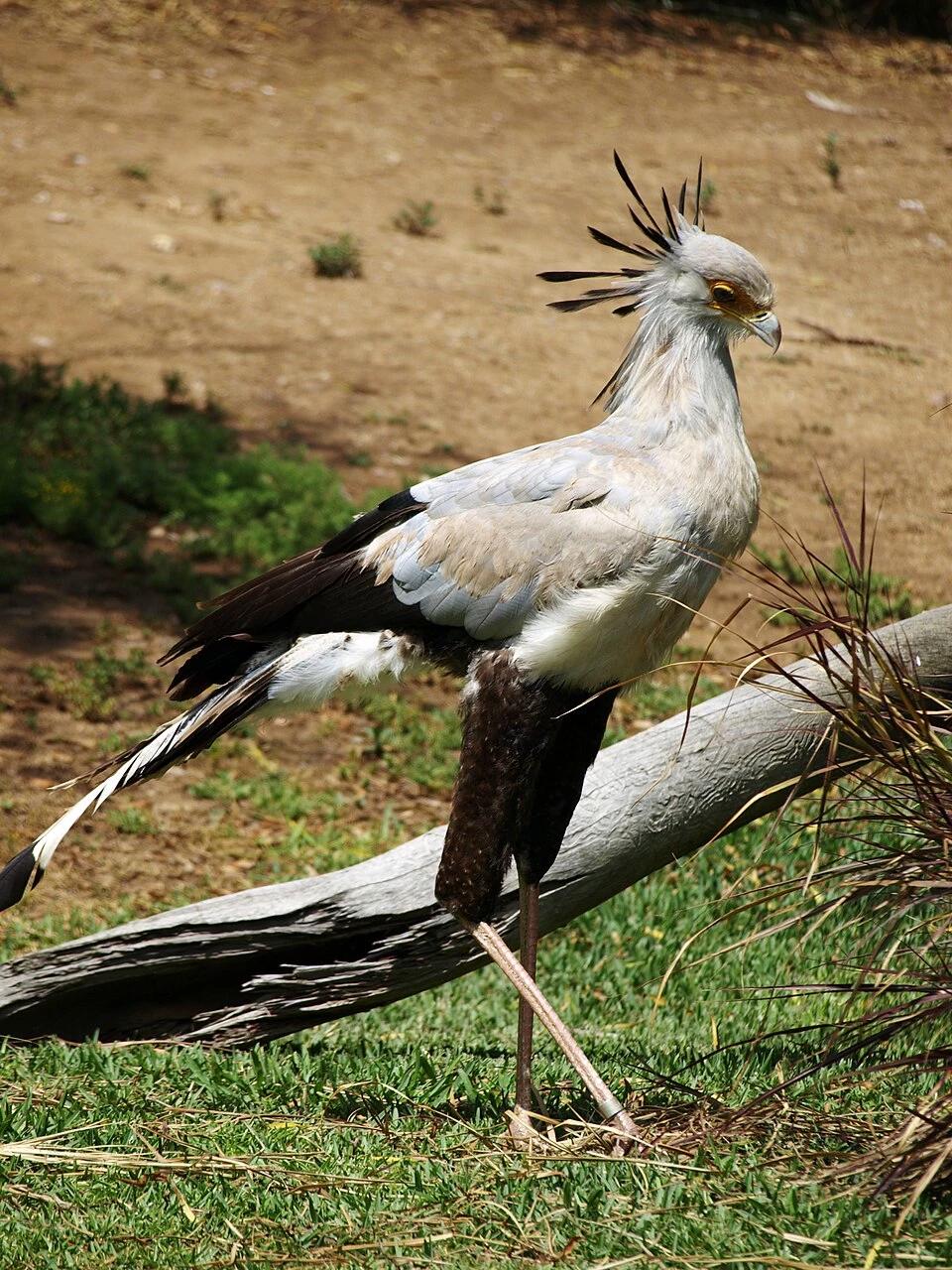 Secretary Bird thumbnail