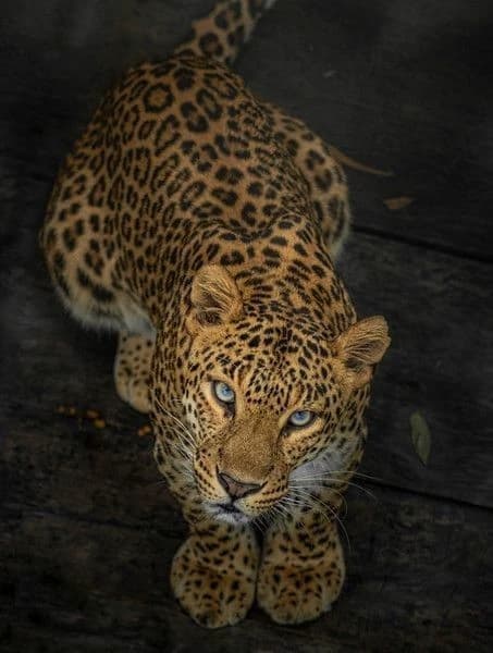 Leopard survival thumbnail