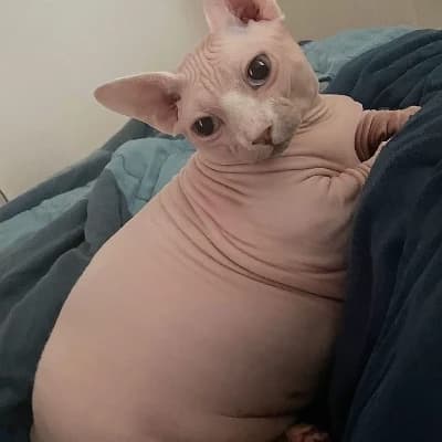 Avocado cat thumbnail