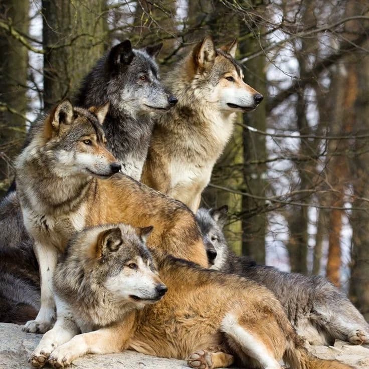 pack of wolves (free character creation) thumbnail