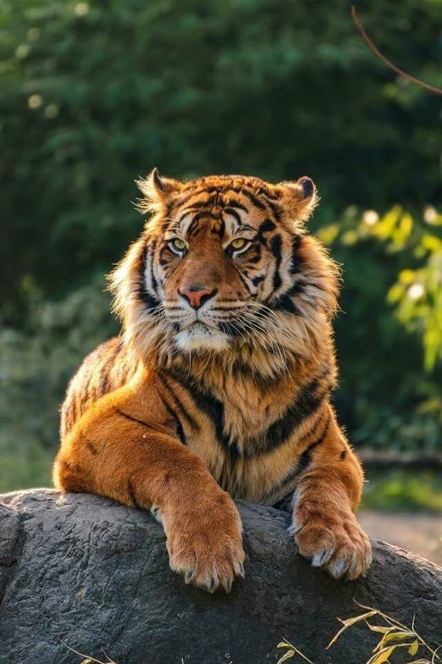 Harimau  thumbnail