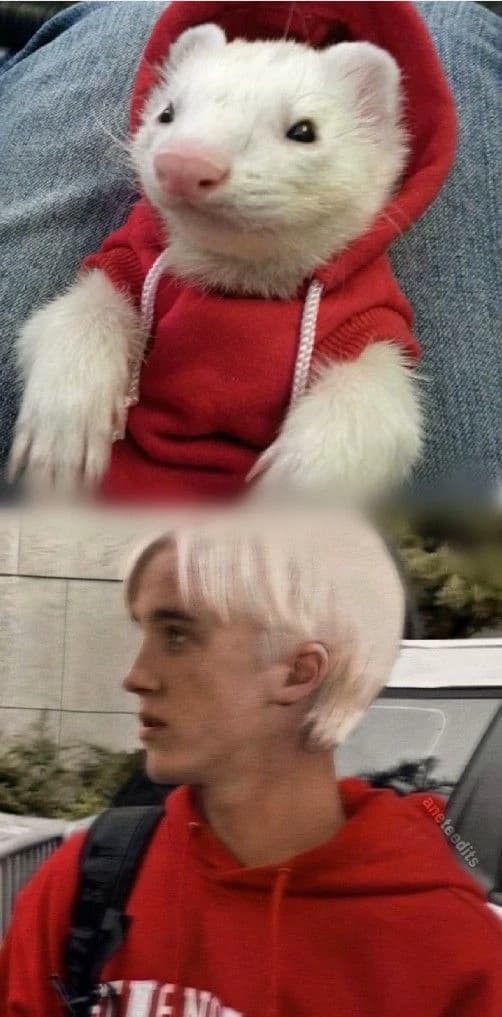 Draco the ferret thumbnail