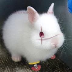 bunny iglesias bl thumbnail