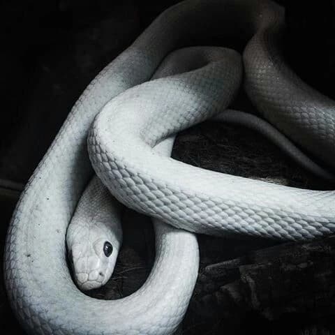 The white snake in the forest thumbnail