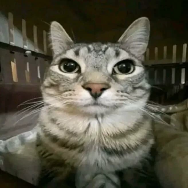werid cat thumbnail
