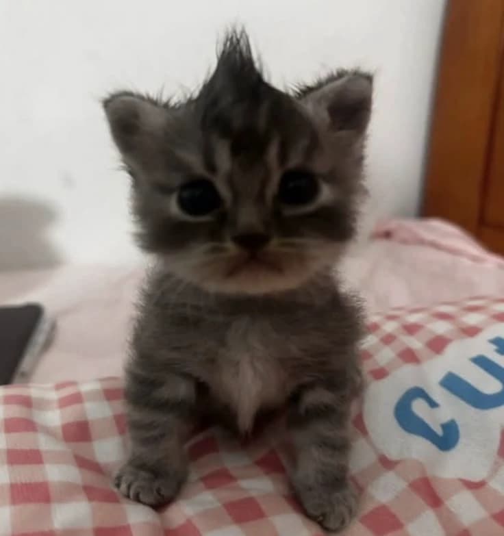 Gatito thumbnail
