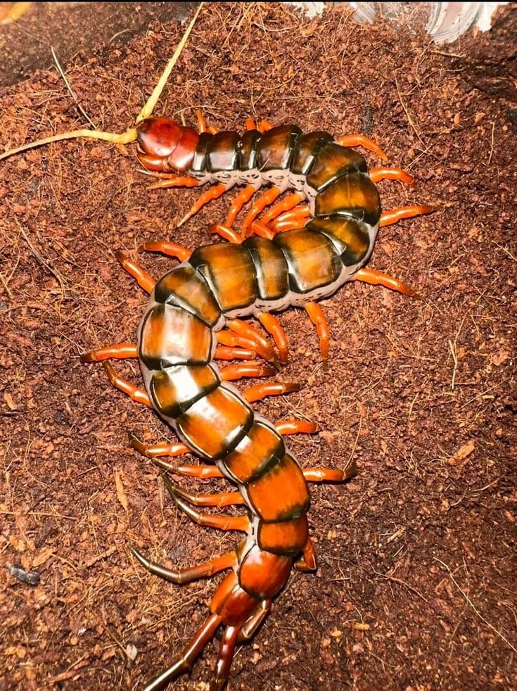 Very epic Centipede/Scolopendra thumbnail