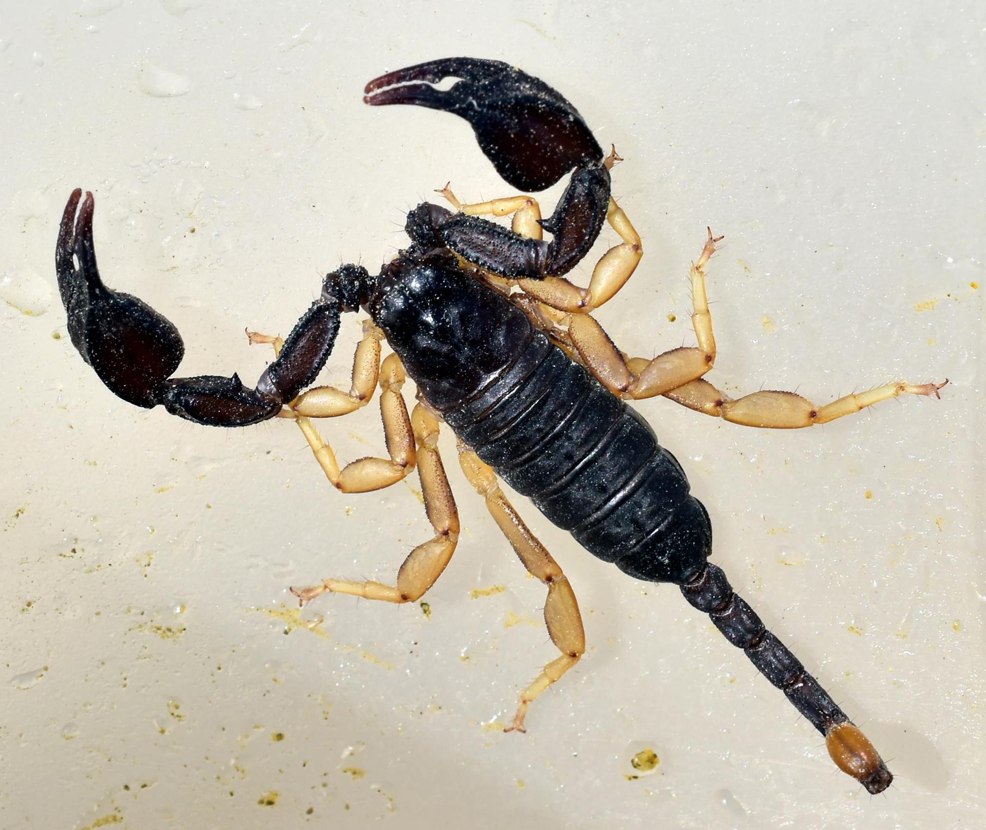 Scorpion from a cave thumbnail