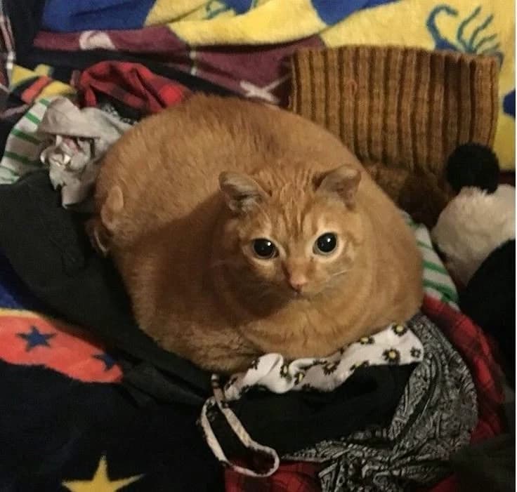 TF2 but as cats thumbnail