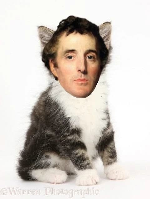 Duke of meowingtin thumbnail