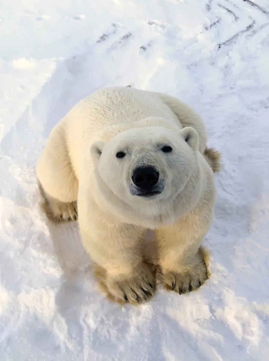 Polar thumbnail
