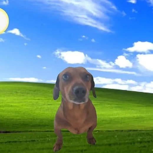beautiful and cool dog thumbnail