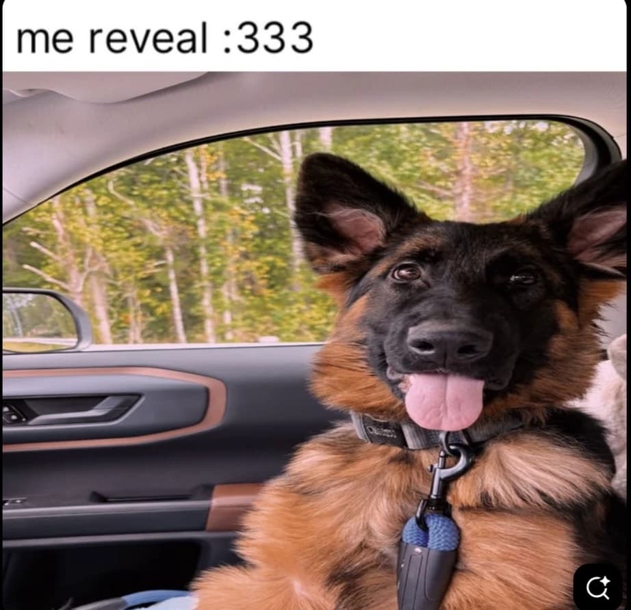 cute dog:3333 thumbnail