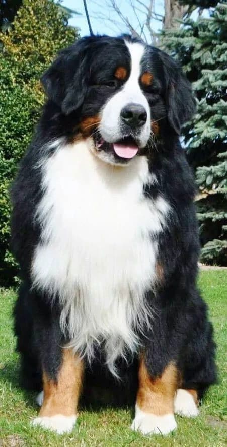 Max thumbnail