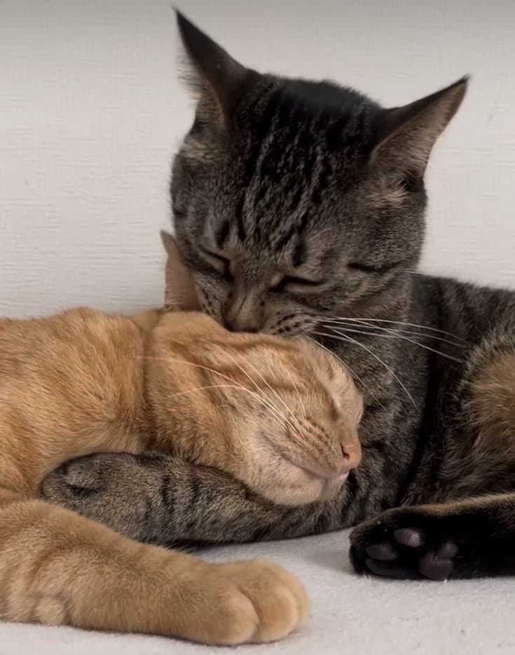 the cat couple thumbnail